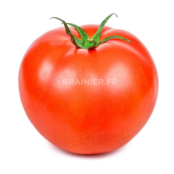 Tomate Merveille des marchés, fruit moyen image